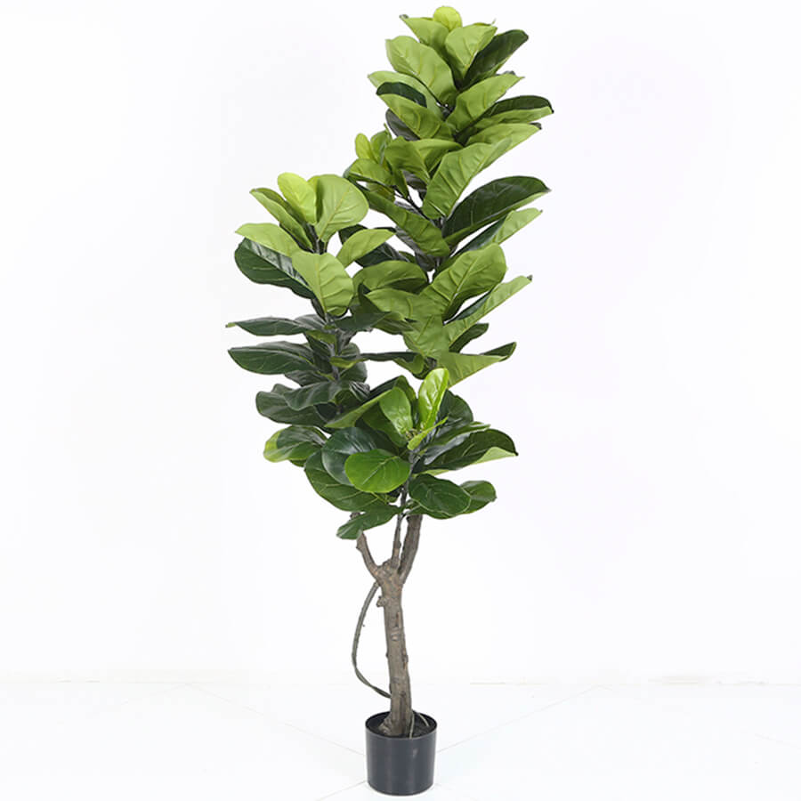 MC-85006YHY Фикус лировидный Евро Офис (Зелёный)