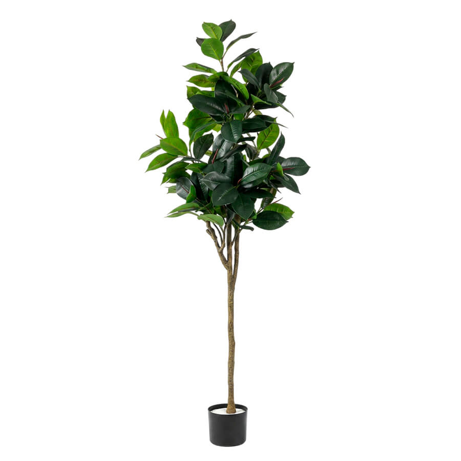 MC-81033MC Фикус микрокарпа Евро Офис (Зелёный)