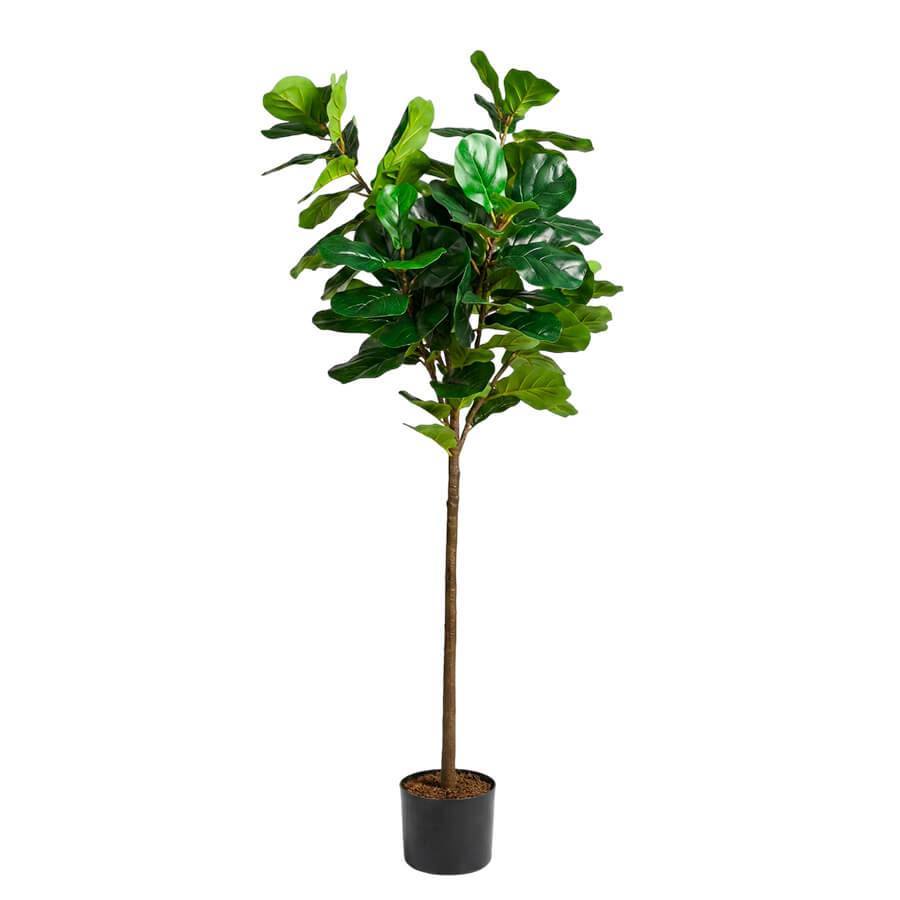 MC-20542HF Фикус лировидный Евро Офис (Зелёный)