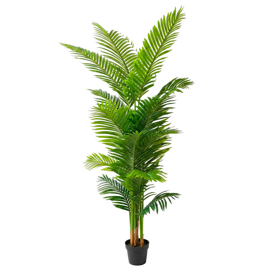MC-20718YS Пальма Арека Евро Офис (Зелёный)