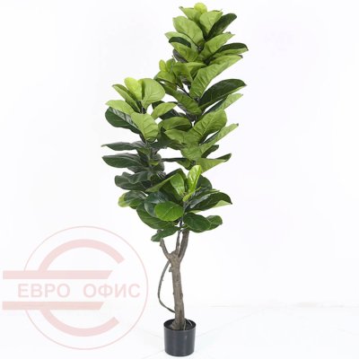 MC-85006YHY Фикус лировидный Евро Офис (Зелёный)