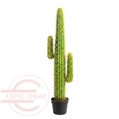 10026GC Кактус «Цереус Мексиканский» Евро Офис (Зелёный)